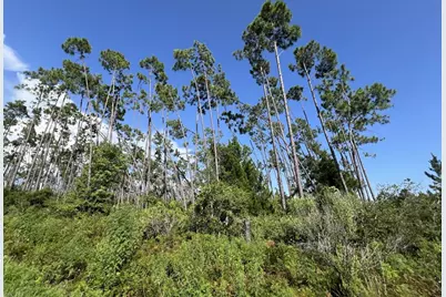 00 E Marsh Line Rd, Wewahitchka, FL 32465 - Photo 9
