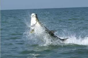 941 W Gulf Beach Dr, Saint George Island, FL 32328 - Photo 31