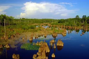 136 Meadow Ln, Wewahitchka, FL 32465 - Photo 7