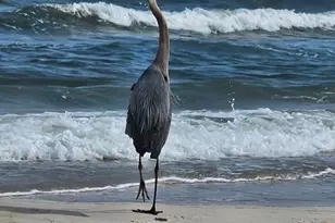 673 Wilderness Rd, Eastpoint, FL 32328 - Photo 43