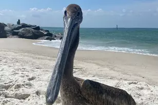 1120 15th St, Mexico Beach, FL 32456 - Photo 17