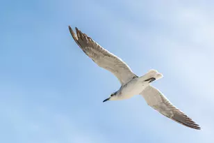 139 Lantana St, Cape San Blas, FL 32456 - Photo 73