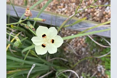 105 Chapel Ln, Port Saint Joe, FL 32456 - Photo 33
