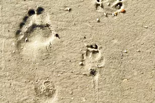 8822 Cr 30-A, Port Saint Joe, FL 32456 - Photo 49