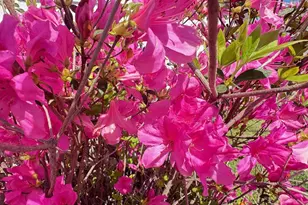 116 Walkabout Ct, Port Saint Joe, FL 32456 - Photo 59