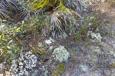 1279 Avocet Ln, Saint George Island, FL 32328 - Photo 17