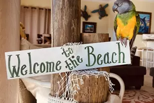 1912 Nautilus Dr, Saint George Island, FL 32328 - Photo 55