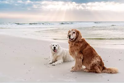 223 Park Point Cir, Cape San Blas, FL 32456 - Photo 21
