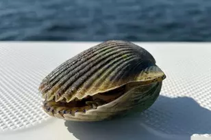 4839 Sr 30-A, Port Saint Joe, FL 32456 - Photo 45