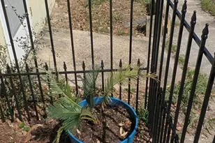 10 Pine St, Lanark Village, FL 32322 - Photo 31