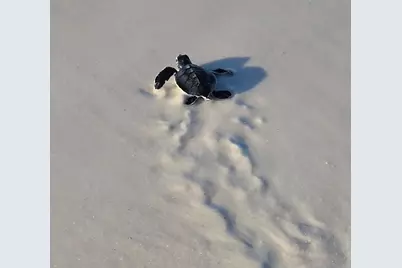 118 16th St, Mexico Beach, FL 32456 - Photo 13