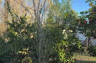 223 High Roller Soldier Rd, Wewahitchka, FL 32465 - Photo 15