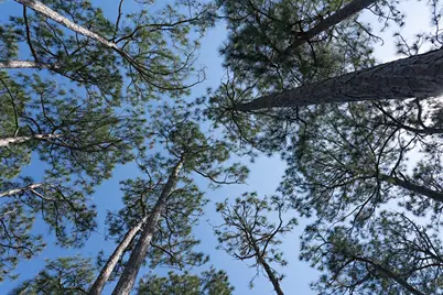 147 Lightning Bug Ln, Saint Teresa, FL 32358 - Photo 7