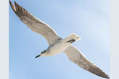 1817 Highway 98, Mexico Beach, FL 32456 - Photo 17