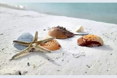 1817 Highway 98, Mexico Beach, FL 32456 - Photo 25