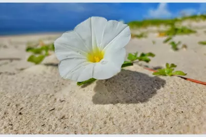 1748 E Gulf Beach Dr, Saint George Island, FL 32328 - Photo 11