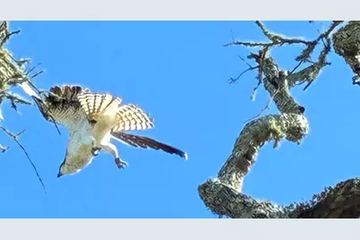 40 7th St, Apalachicola, FL 32320 - Photo 35