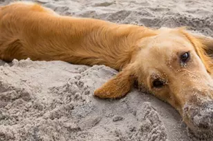 9115 Hwy 98 W, Port Saint Joe, FL 32456 - Photo 85