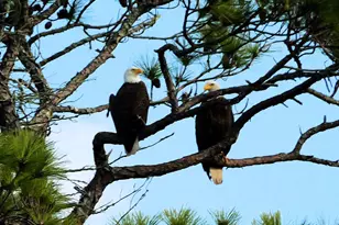 980 W Bay Shore Dr, Saint George Island, FL 32328 - Photo 43