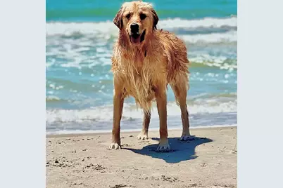 803 Backwater Rd, Port Saint Joe, FL 32456 - Photo 53