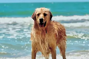 803 Backwater Rd, Port Saint Joe, FL 32456 - Photo 53