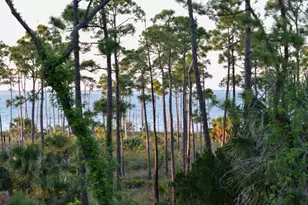 825 E Pine Ave, Saint George Island, FL 32328 - Photo 33