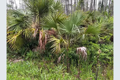 Tbd Sr 30-A, Port Saint Joe, FL 32456 - Photo 7