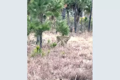 Lot 78 Wide Water Cir, Wewahitchka, FL 32465 - Photo 11