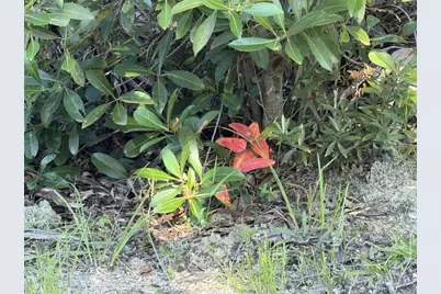 0022 SW McClellan Cemetery Rd, Clarksville, FL 32430 - Photo 11