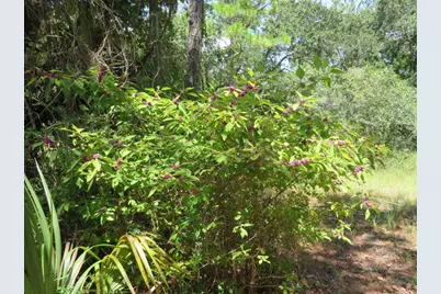 155 Doe Ln, Carrabelle, FL 32322 - Photo 23