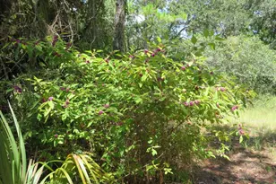 155 Doe Ln, Carrabelle, FL 32322 - Photo 23