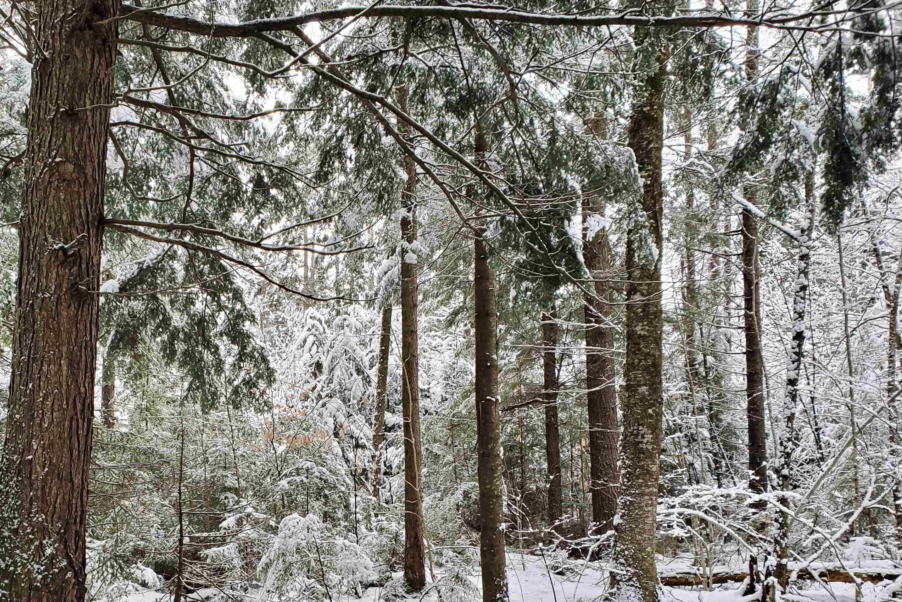 00 Butternut Pond Rd, Grantham, NH 03753 MLS 4930740 Coldwell Banker