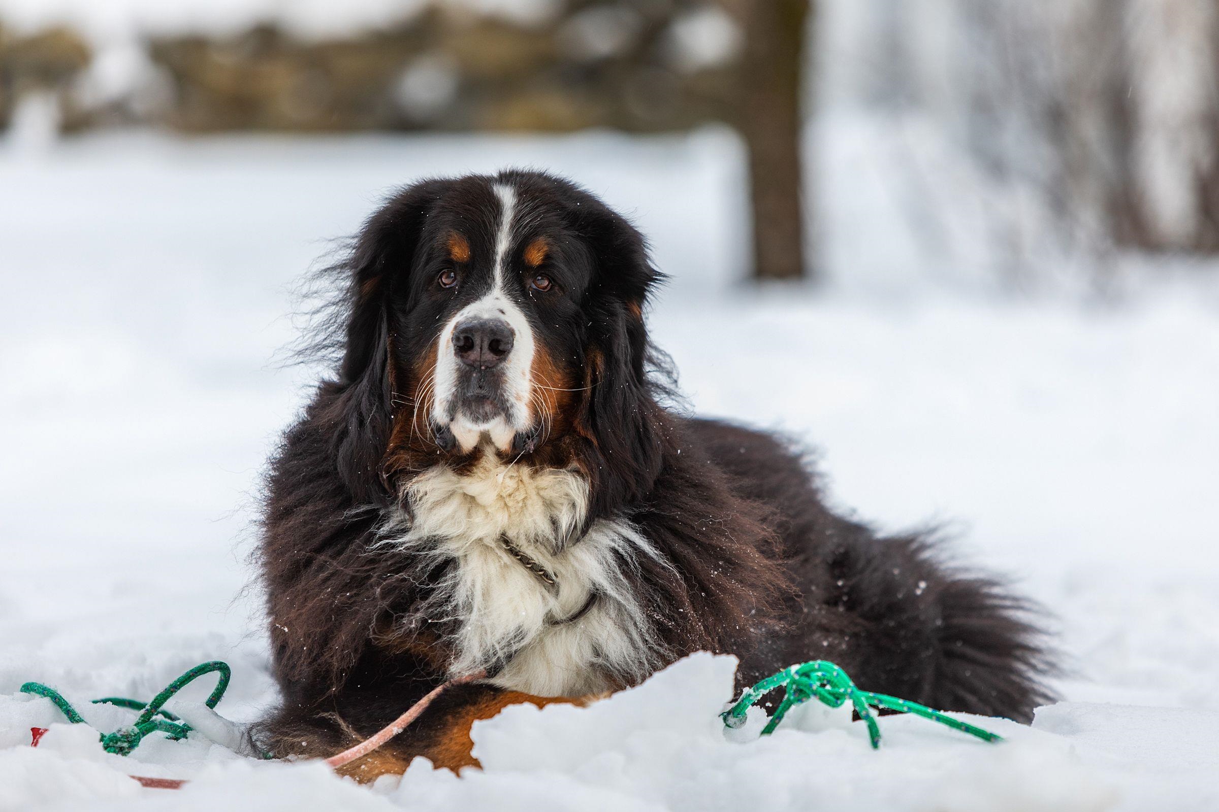 1F Stratton Springs Rd, Stratton, VT 05155 MLS 4941828 Coldwell Banker