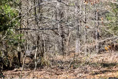 000 Hwy 64 #1, Ben Wheeler, TX 75754 - Photo 17