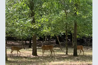 Tbd Lamplight Path, Holly Lake Ranch, TX 75765 - Photo 7