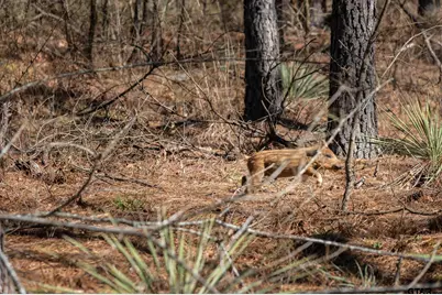 South Tract Fm 279 #2, Ben Wheeler, TX 75754 - Photo 17