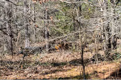 South Tract Fm 279 #2, Ben Wheeler, TX 75754 - Photo 15