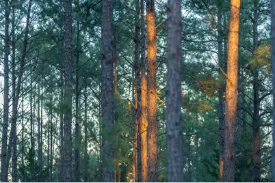 000 Hwy 64 #3, Ben Wheeler, TX 75754 - Photo 29