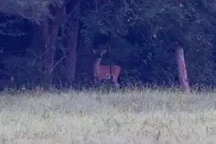 6952 FM 1990, Palestine, TX 75801 - Photo 33