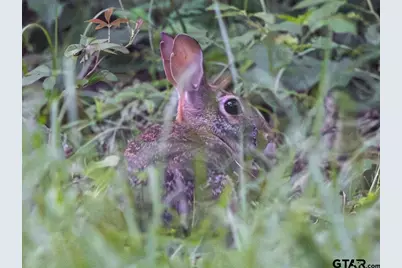 951 County Road 4414, Jacksonville, TX 75766 - Photo 29