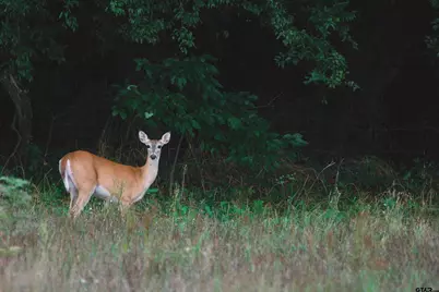 503 SE Cr 4380, Scroggins, TX 75480 - Photo 33