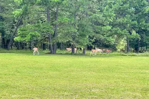 0 An County Road 3194, Frankston, TX 75763 - Photo 15