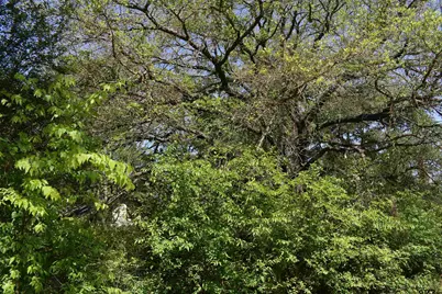 10946 Clover Ln., Frankston, TX 75763 - Photo 5