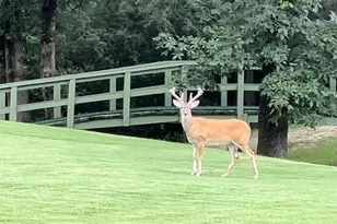 1052 Greenbriar Trail, Holly Lake Ranch, TX 75765 - Photo 37