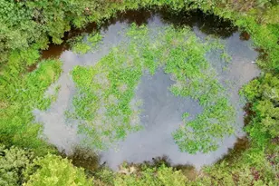 Tbd Fm 250 N, Naples, TX 75568 - Photo 5