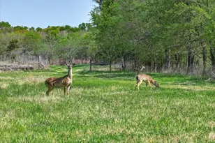 902 Vz County Rd 3710, Edgewood, TX 75117 - Photo 7