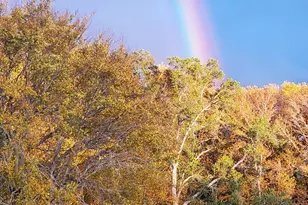 750 Vz County Road 4703, Ben Wheeler, TX 75754 - Photo 43