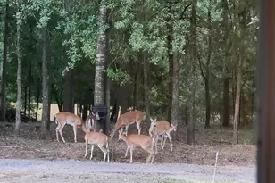 119 Private Rd 52614, Pittsburg, TX 75686 - Photo 27