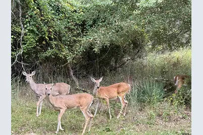 207 Pagosa Lane, Holly Lake Ranch, TX 75765 - Photo 19