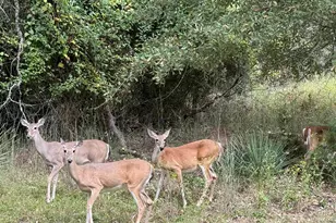 207 Pagosa Ln, Holly Lake Ranch, TX 75765 - Photo 19